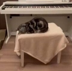 パパに呼ばれて寝たふりをする猫が「目覚めた言葉」にホッコリ