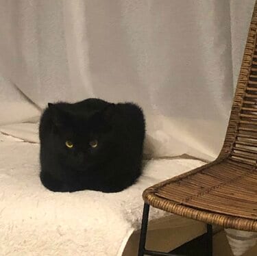 ましかく」になった黒猫 あまりにも美しく完璧な「香箱座り」に笑って