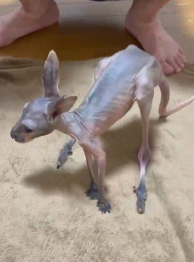 愛媛県立とべ動物園