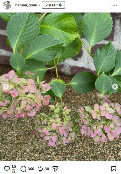 栗原はるみのInstagram投稿（今年最後の紫陽花）