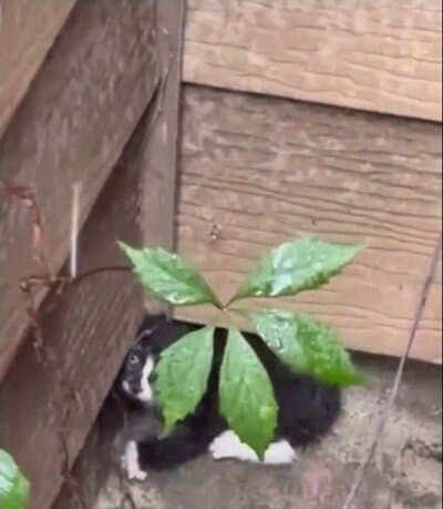 水滴のついた葉の陰でうずくまっていた子猫