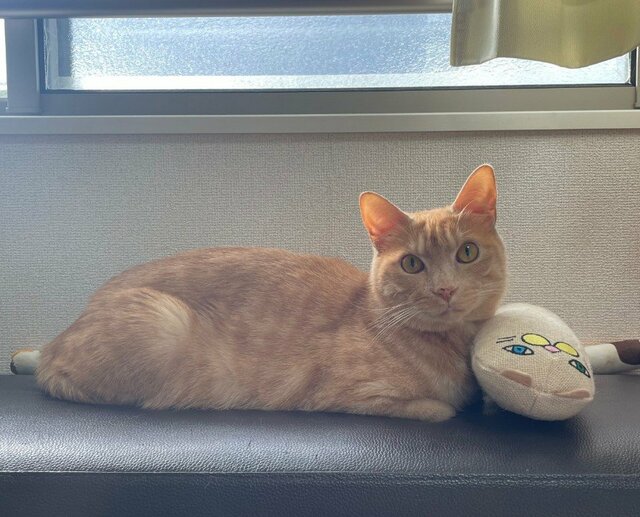 「画像保存してもいいですか」透明な容器に収まった猫の首の長さに注目！「無加工ですか？」の声