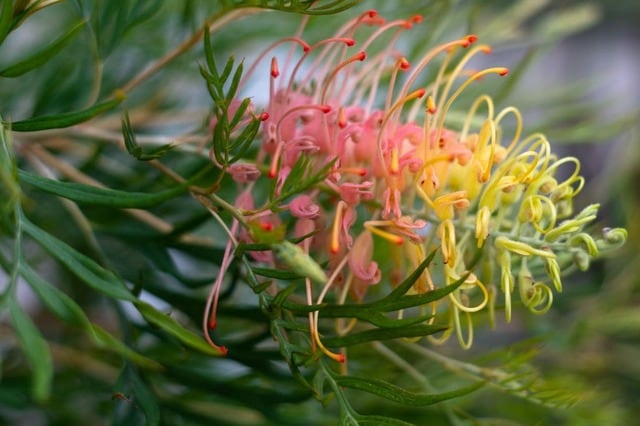 1鉢で真夏の玄関があか抜ける！鉢植えOK「暑さと乾燥に強い」長く花が咲くオージープランツ3選