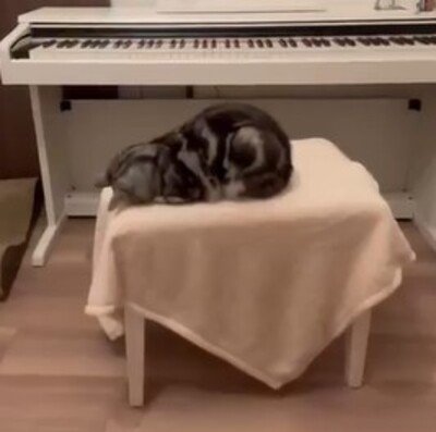 パパに呼ばれて寝たふりをする猫が「目覚めた言葉」にホッコリ