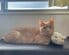 「画像保存してもいいですか」透明な容器に収まった猫の首の長さに注目！「無加工ですか？」の声
