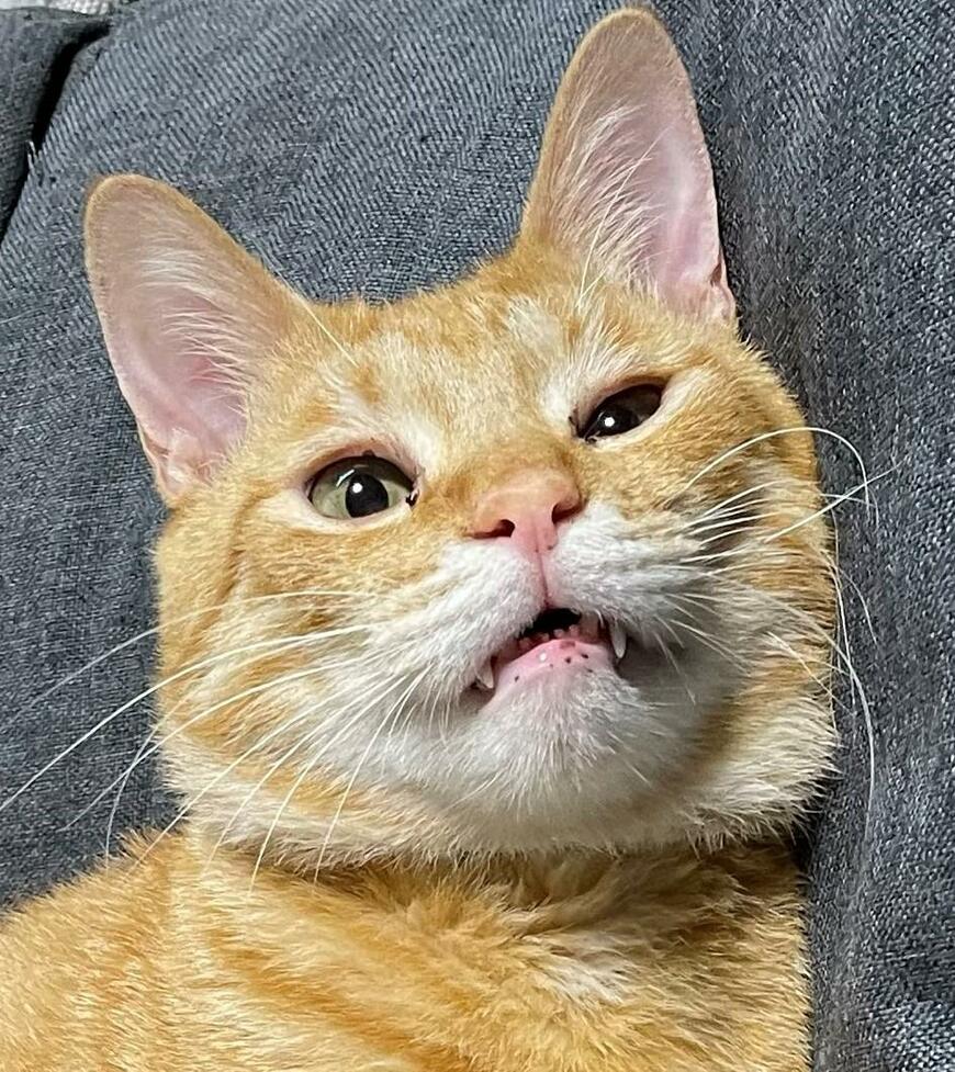 出所：@Beercat_Ana_Dar 