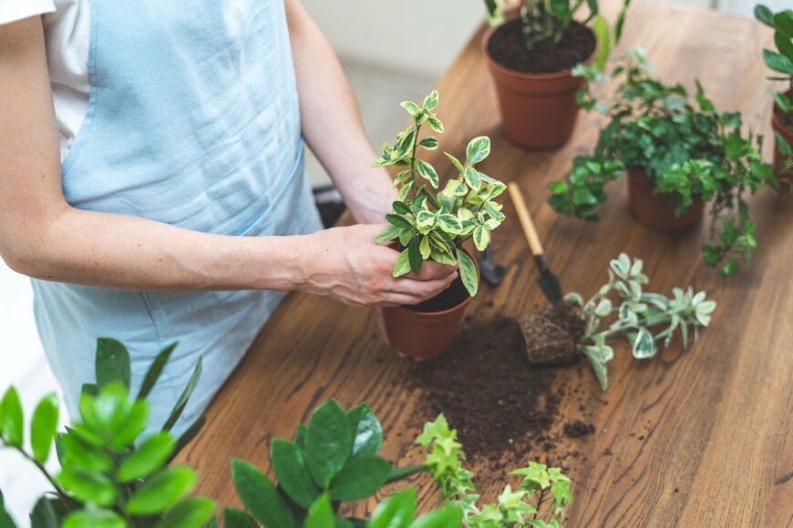 【オシャレな観葉植物】植え替えの方法やポイントを紹介！根詰まりを防いで元気に育てよう