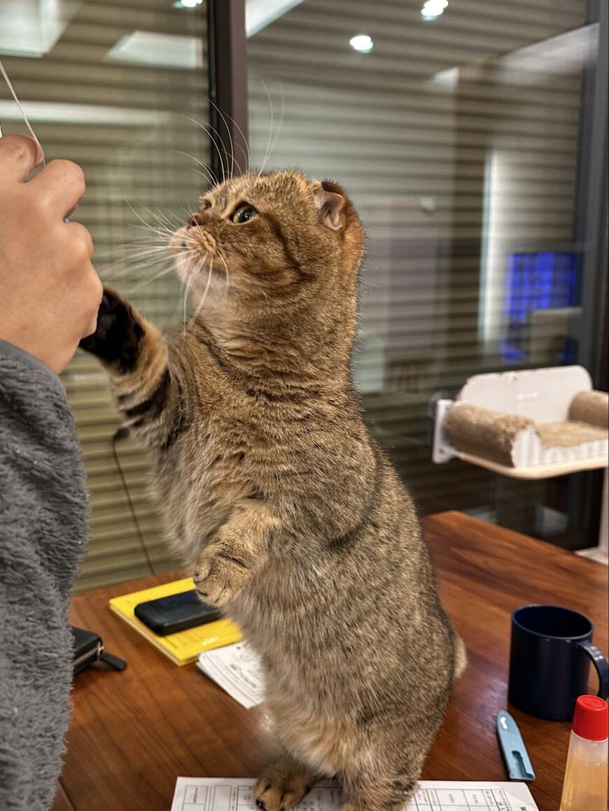 出所：@ponpokopontanu