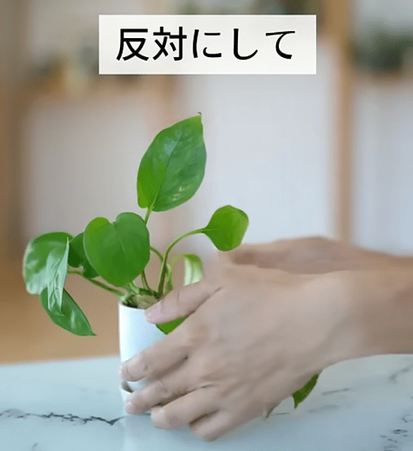 出所：@kurumidorichannel