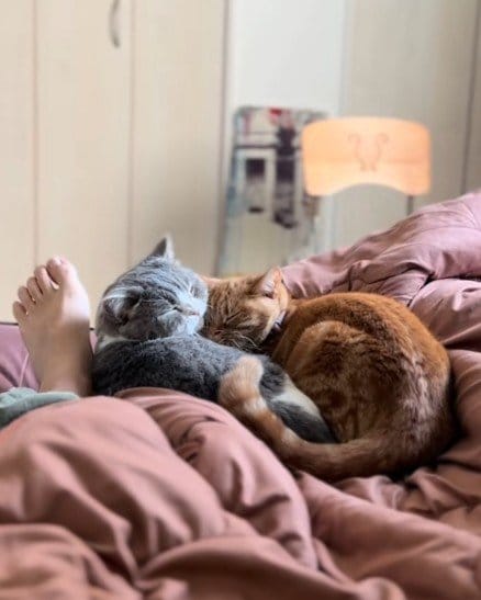 【ご、ごめんニャさい】お姉ちゃん猫にかまってほしくて…猫がやらかした行動が可愛すぎた！