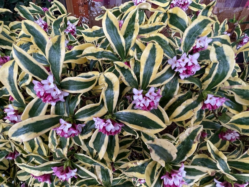 出所：假屋崎省吾のAmeba公式ブログ　参照日：2026-04-07