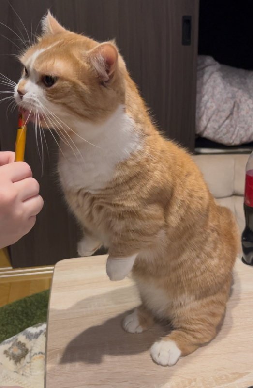 出所：@kotaro_0315