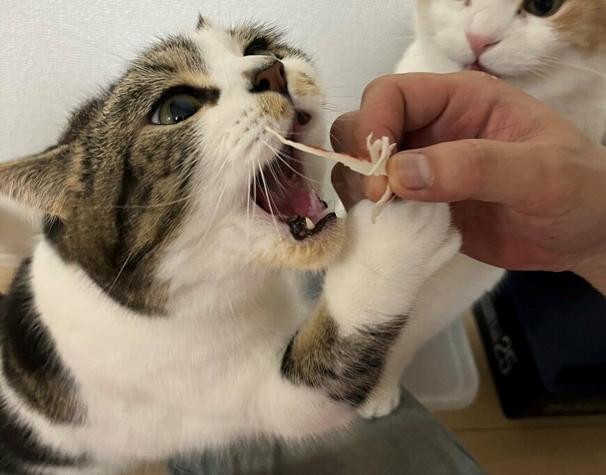 出所：@torotolo106106