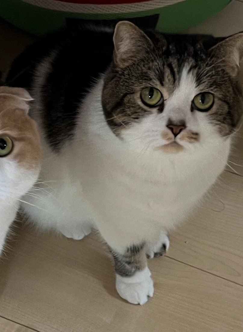 出所：@torotolo106106 