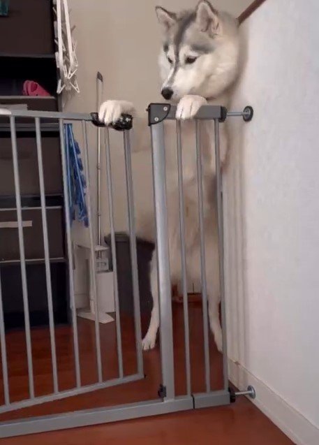 出所：@Livewithhusky