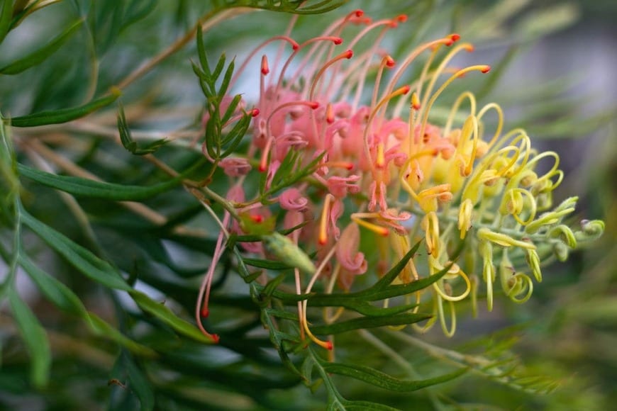 1鉢で真夏の玄関があか抜ける！鉢植えOK「暑さと乾燥に強い」長く花が咲くオージープランツ3選