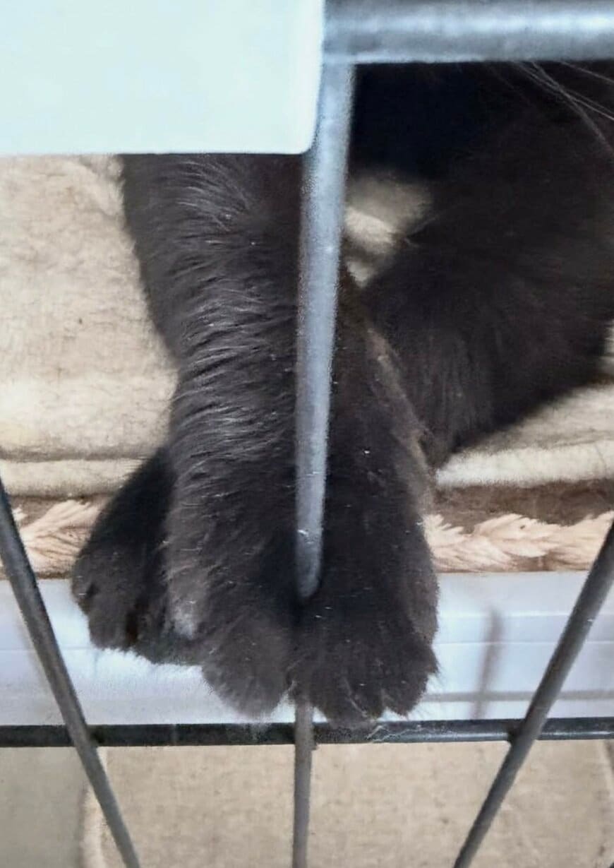 出所：@kotetsu_0420