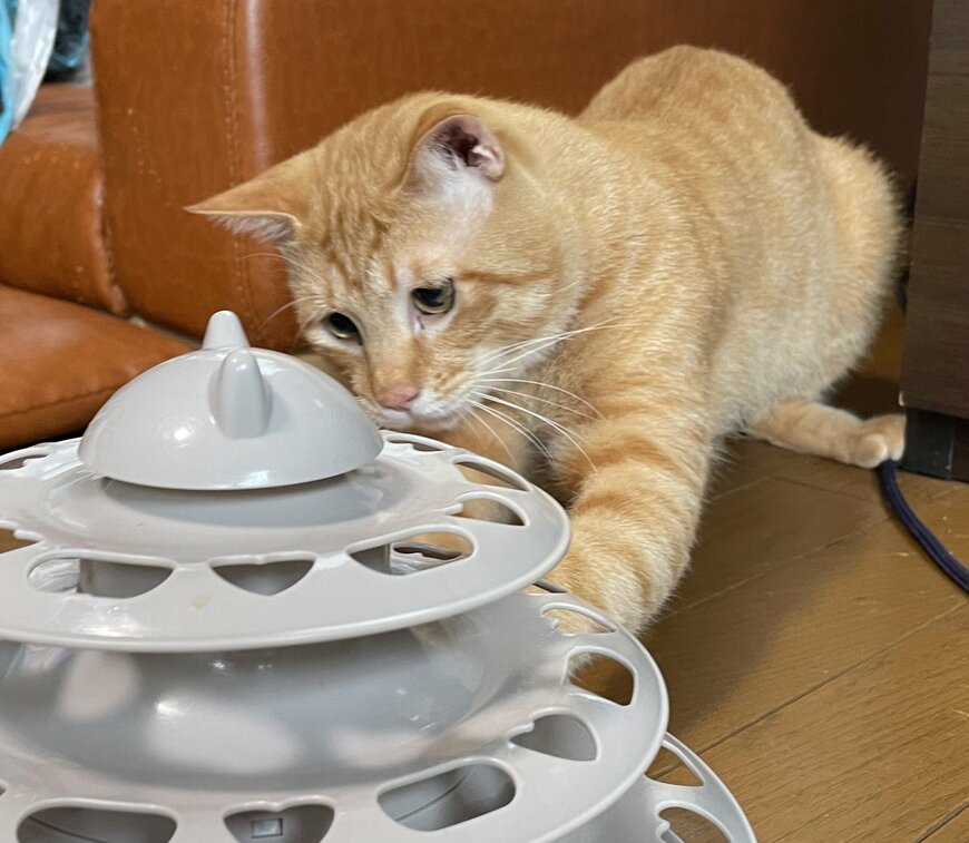 出所：@Beercat_Ana_Dar