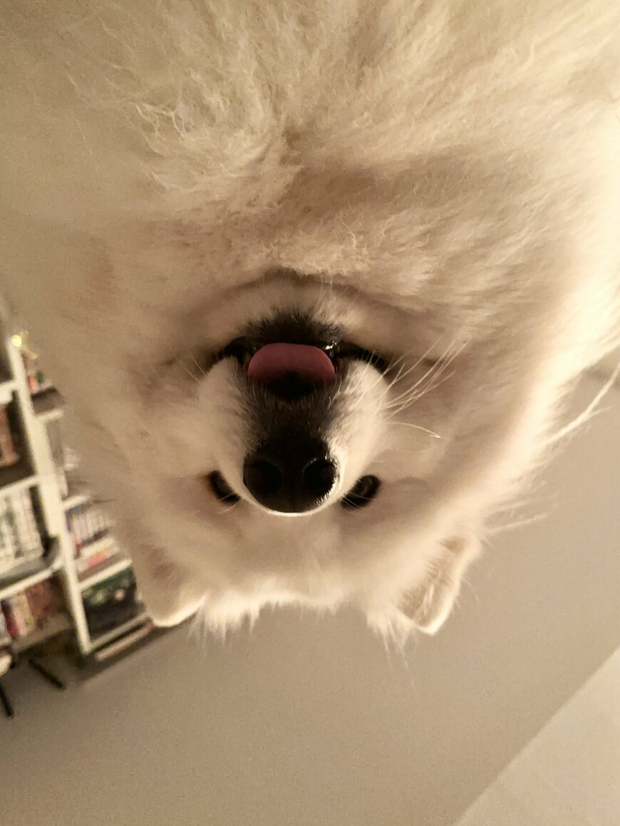 出所：@samoedsoran