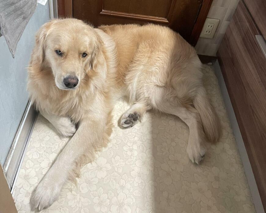 出所：@elmo_golret