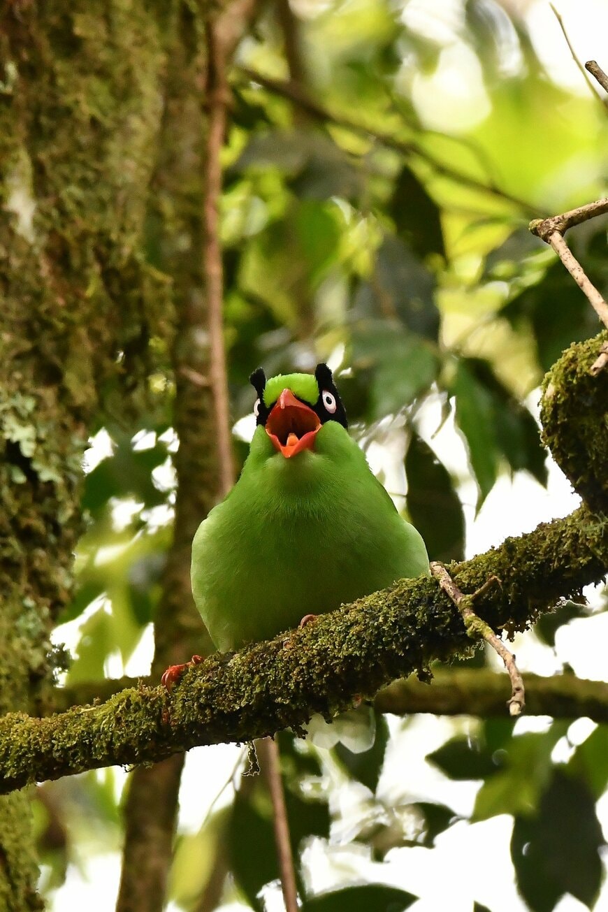 出所：@ayutin_wildbird