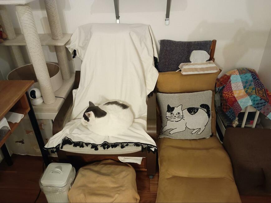 【どこにいる！？】椅子の一部に擬態した猫ちゃん→「被写体いますよー」とアピールする表情が可愛い