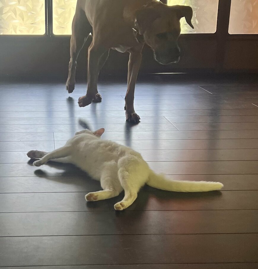 大好きな土佐犬に甘えた猫　しかし…まさかの結末に思わず笑っちゃう