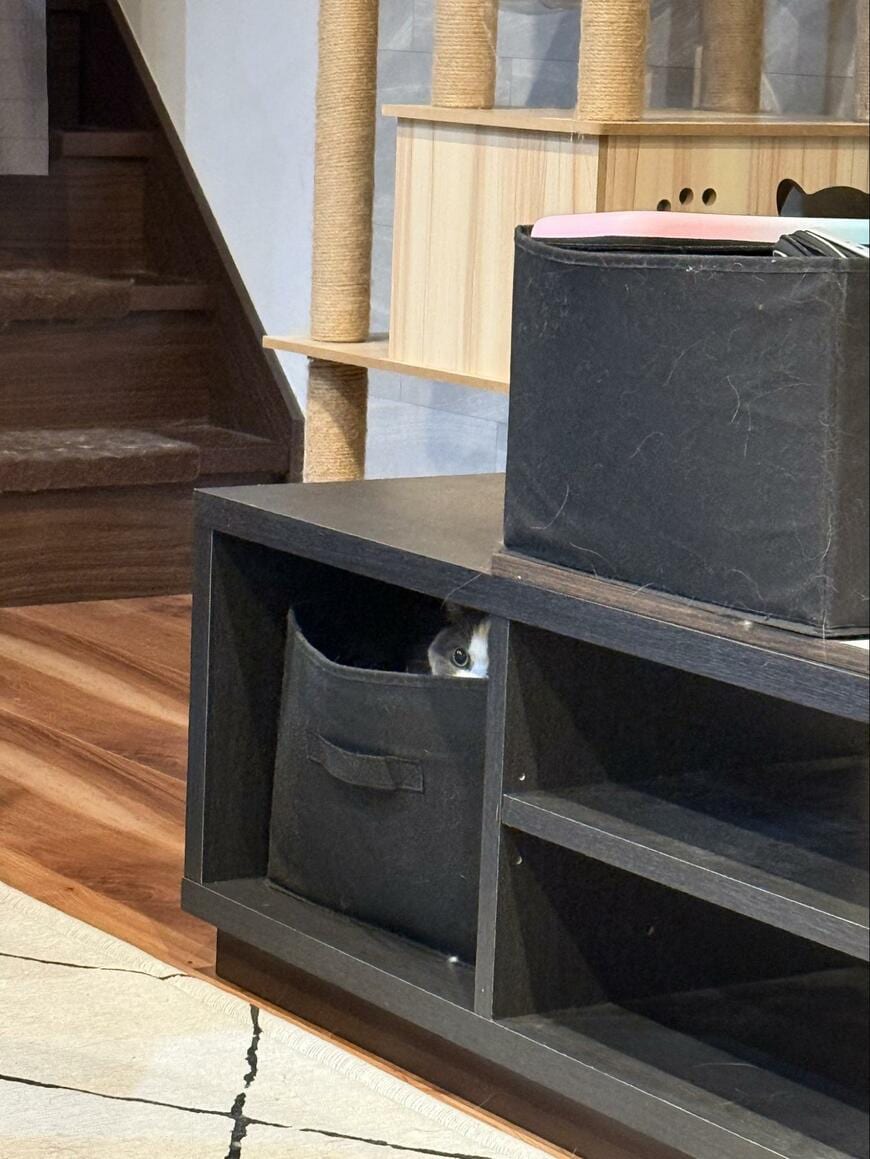 どこにいるかわかる？収納ボックスに溶け込む猫ちゃんが「可愛い」と話題