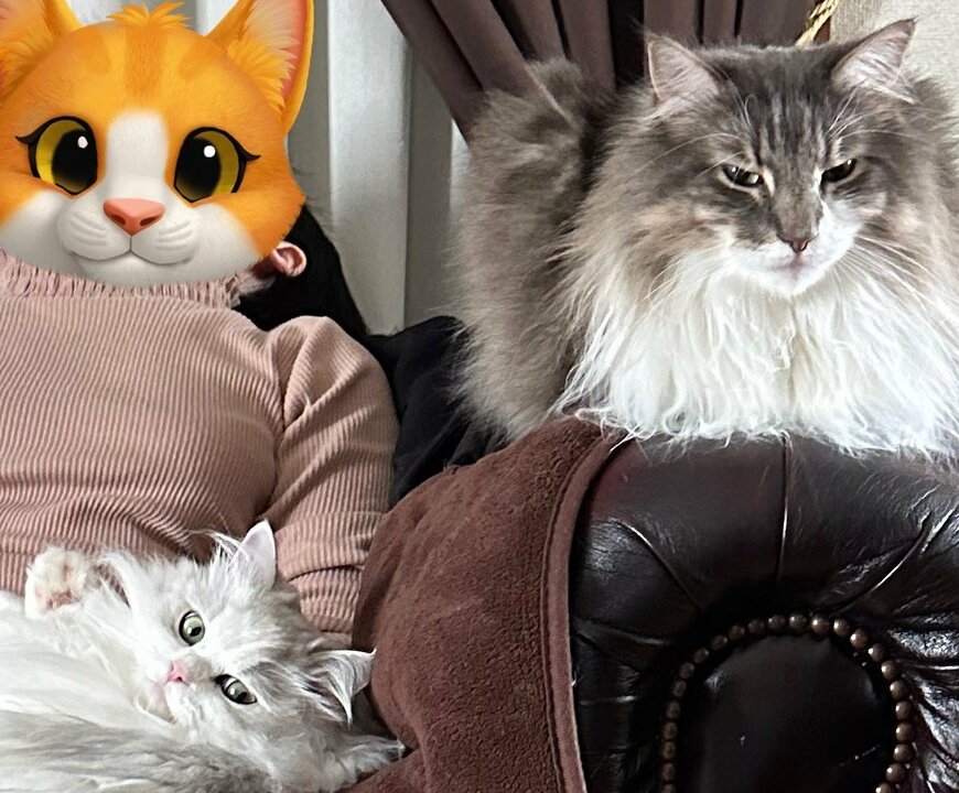 出所：@NEKOLAND13