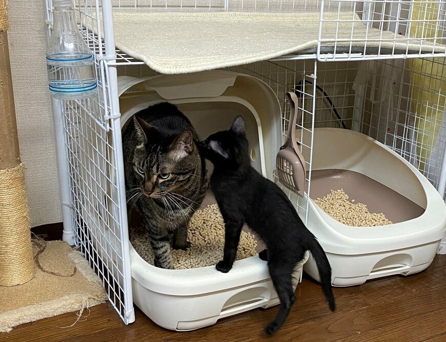 出所：@00shitemita