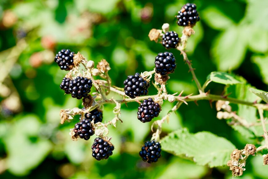 Peter Maerky/Shutterstock.com