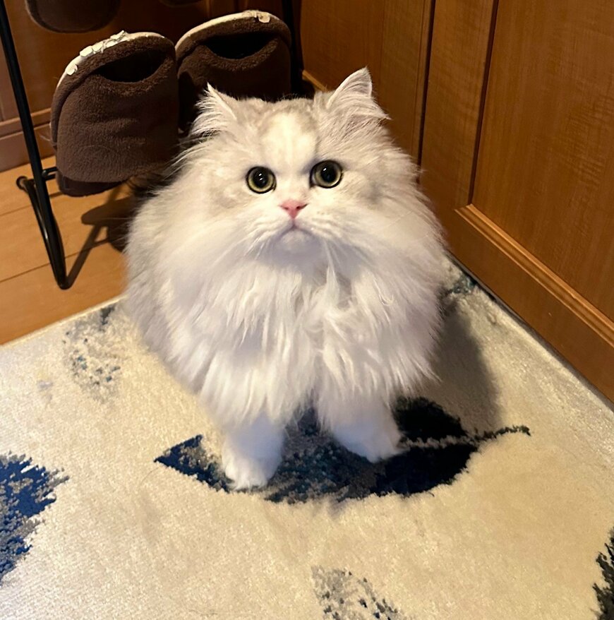 出所：@NEKOLAND13