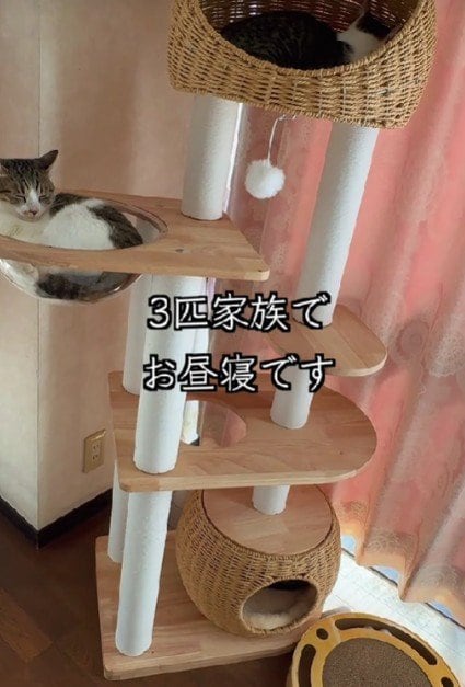 【応援したくなる！】先天性の病を抱えた子猫ちゃん、ママに愛されてニッコリ…