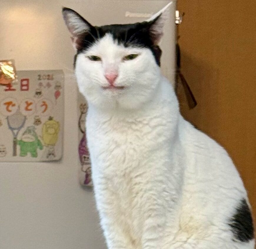 出所：@omochi_nam01