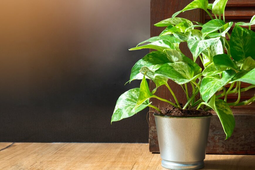 KINGKAN_SRI/Shuterstock.com