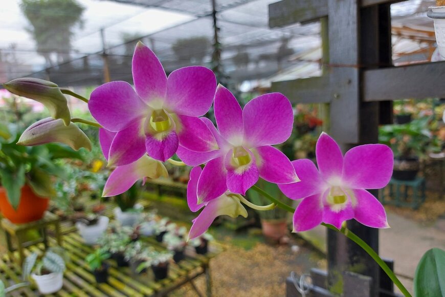 Phairoh chimmi/Shutterstock.com