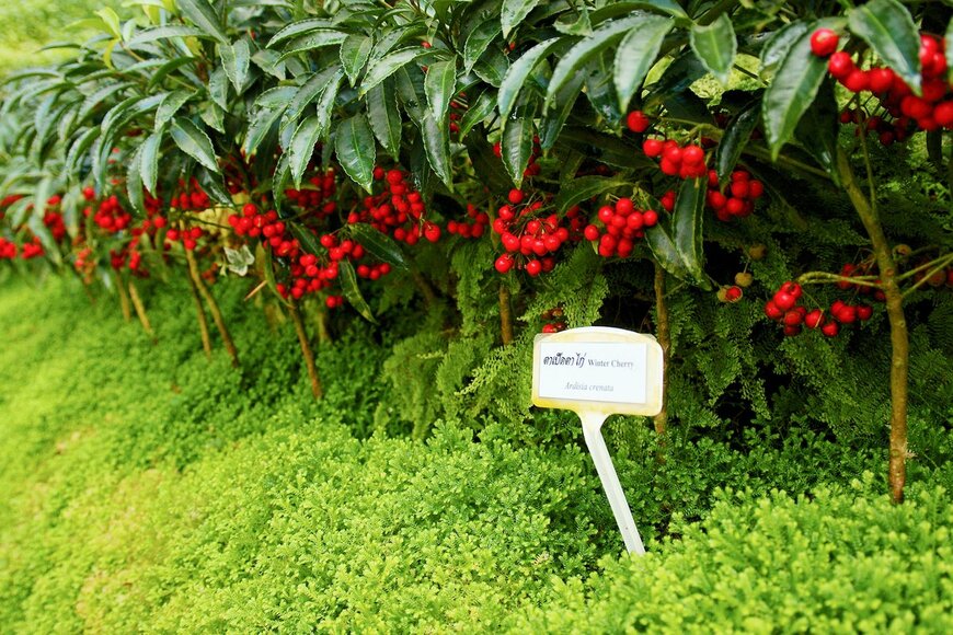 rattakrai mimaphun/Shutterstock.com