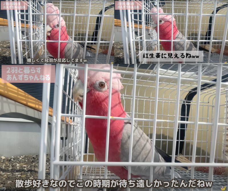 出所：@anz_omomiri