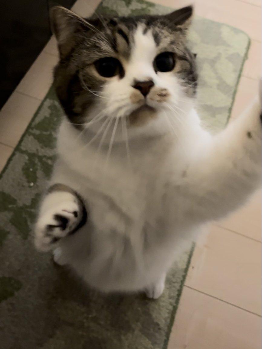 出所：@torotolo106106