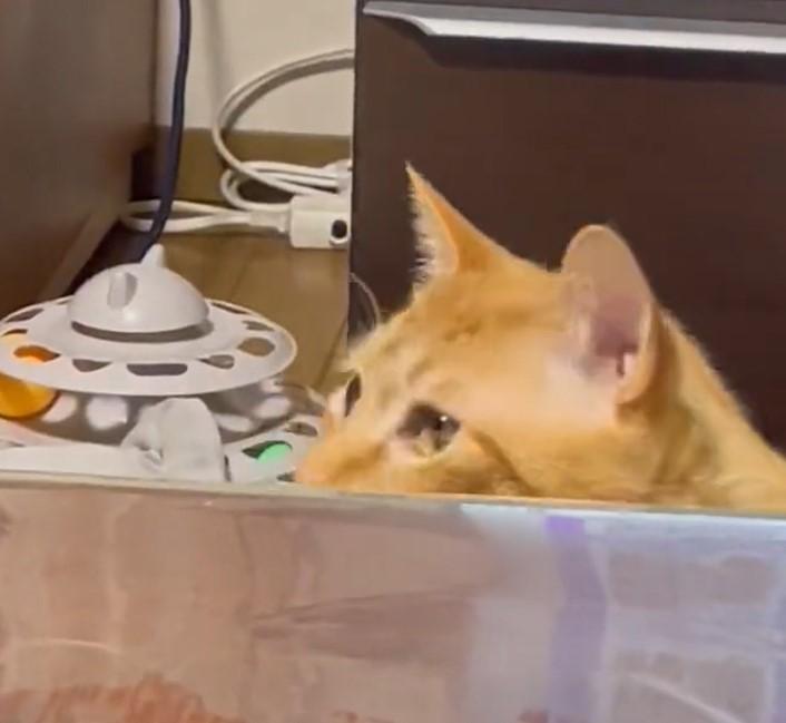 出所：@Beercat_Ana_Dar