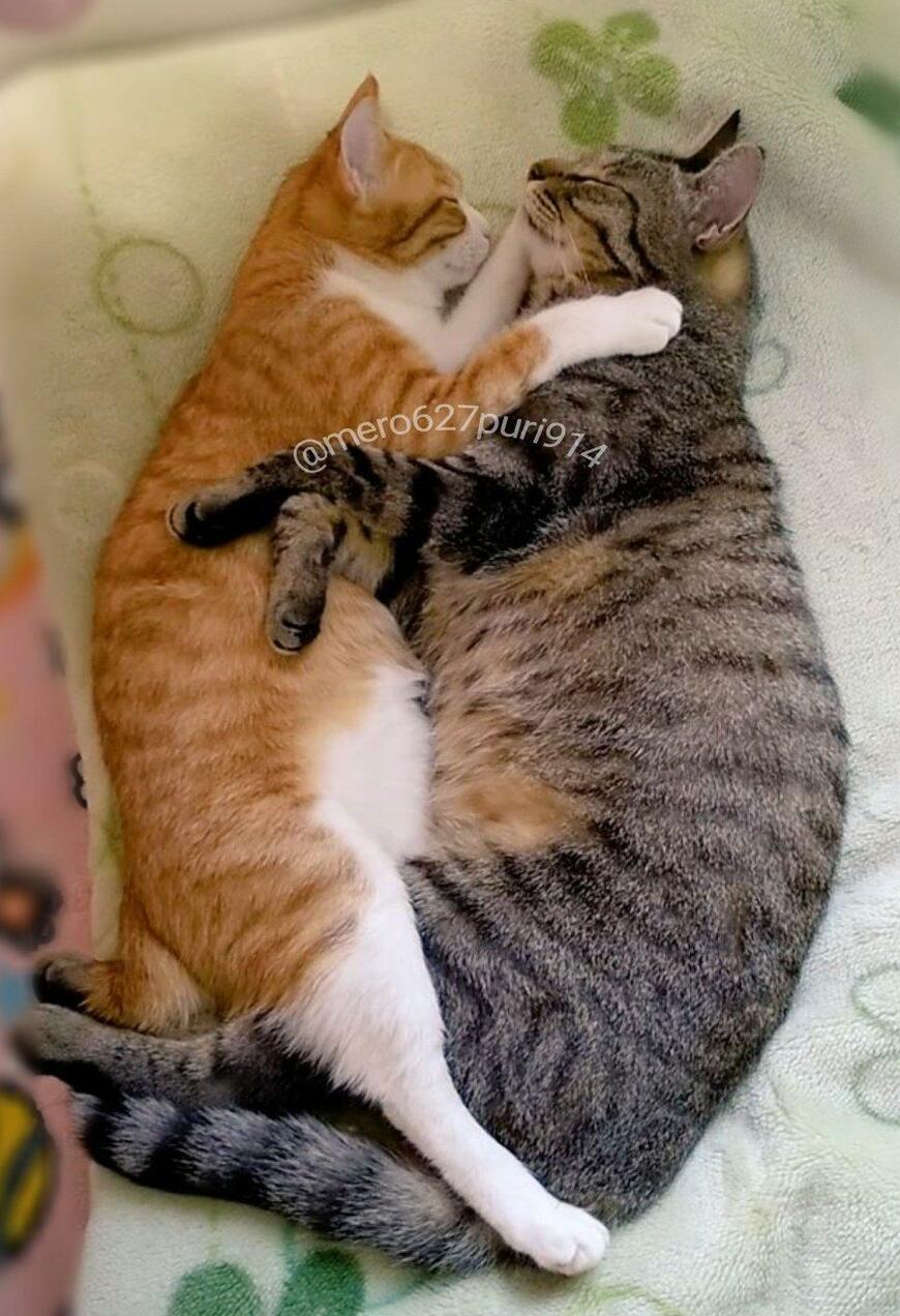 出所：@mero627puri914