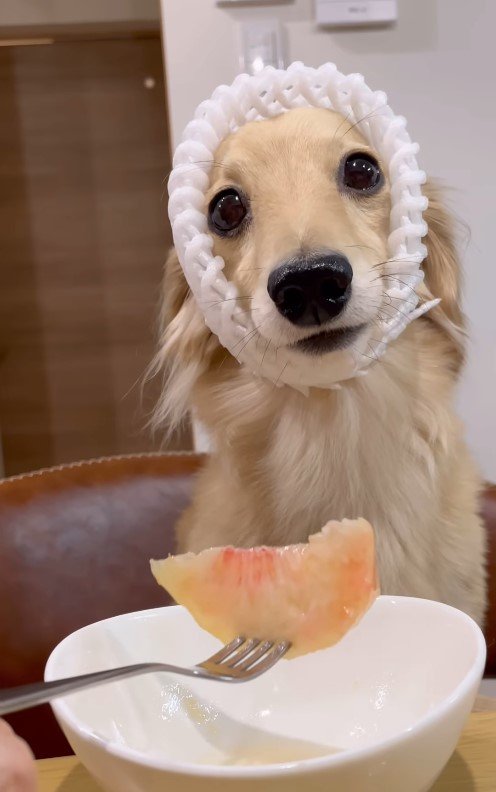 出所：himaribow.k.k