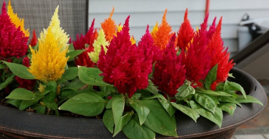 Tracy Immordino/shutterstock.com