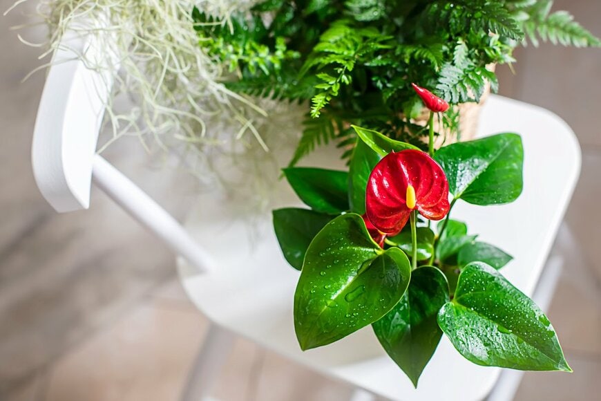 アンスリウム（Gulsina/Shutterstock.com）