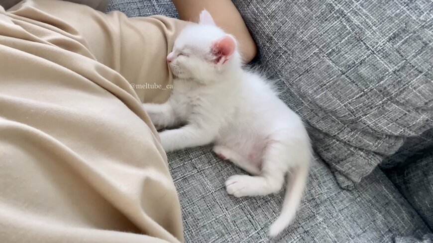 出所：@meltube_cat