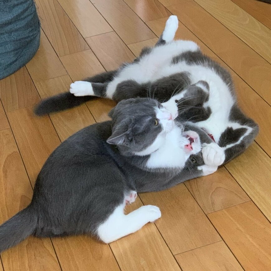 出所：@neko_wagaya