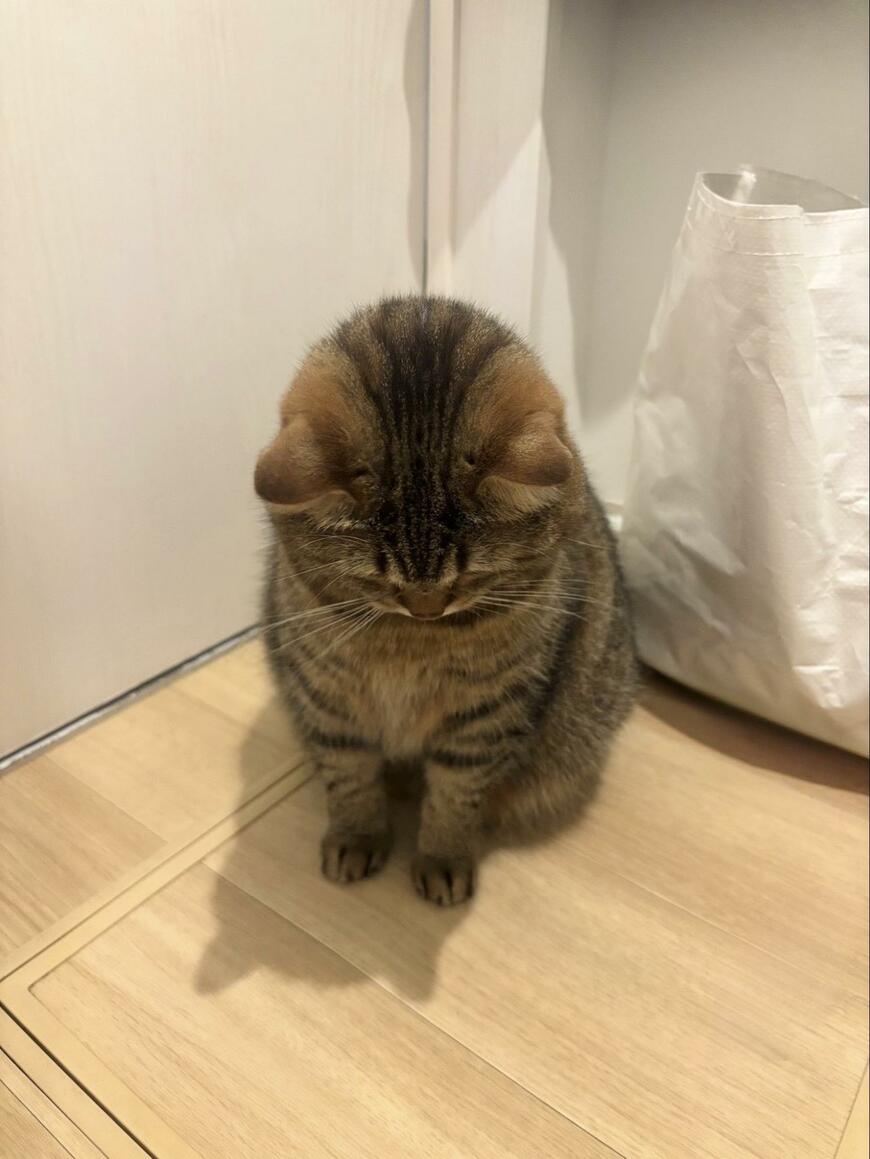 出所：@donguri_manch