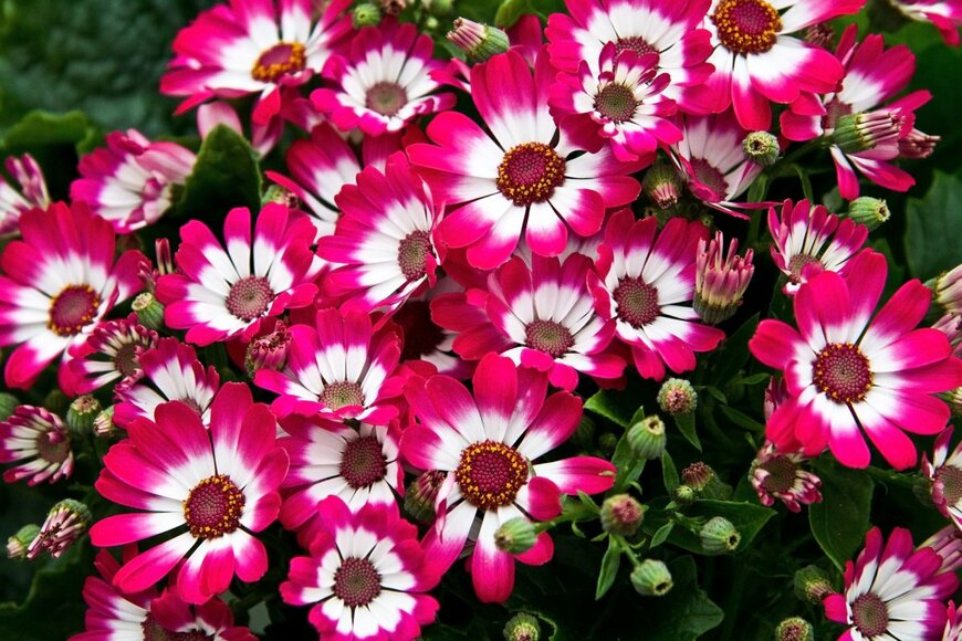 Poly Liss/shutterstock.com