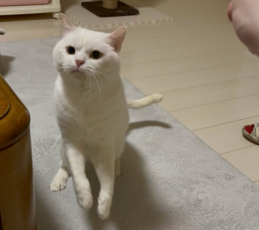 出所：@wataneko_tsuki