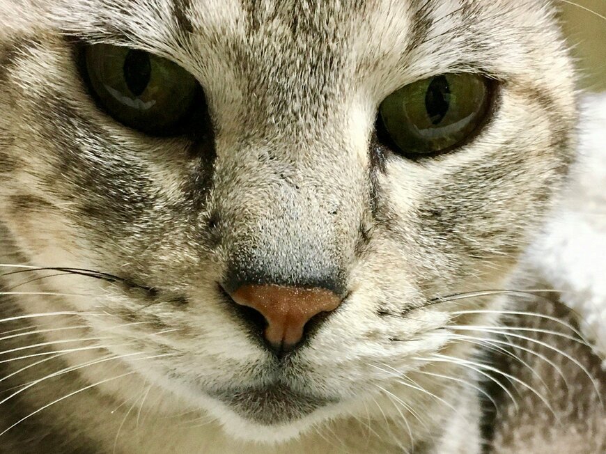 最愛の猫と暮らすためのお金の話「病気、そして看取り」